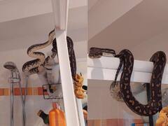 आराम से टॉयलेट में बैठा था शख्स, जैसे ही ऊपर देखा...खड़े हो गए रोंगटे