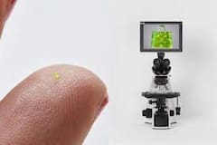 Is It Dust? Is It A Crumb? No, It's The Smallest Handbag And Needs A Microscope To Be Seen