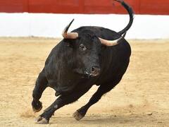 हर साल गायों के द्वारा इतने इंसानों की होती है मौत, सबसे ऊपर है ये देश