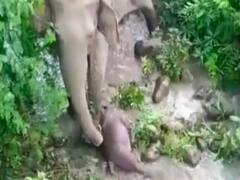This Viral Clip Of Elephant Trying To Revive Its dead Calf Will Break Your Heart