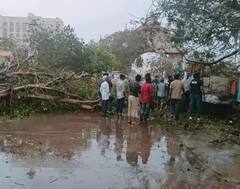 ભારે પવનમાં ધરાશાયી થયા અનેક વૃક્ષો, 10 તસવીરોમાં જુઓ બિપરજોય વાવાઝોડાએ ગુજરાતમાં મચાવેલો કહેર