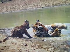 मध्य प्रदेश में जल्द बनेगा 7वां टाइगर रिजर्व, महारानी दुर्गावती के शौर्य को होगा समर्पित