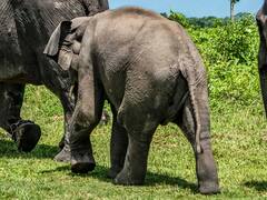 रायगढ़ के जंगल में मिली हाथी के शावक की लाश, सिर में चोट से मौत, वन विभाग में मचा हड़कंप