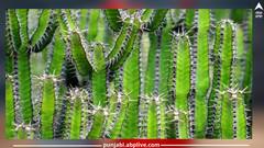 Cactus Benefits: ਜਾਣੋ ਕੈਕਟਸ ਦੇ ਹੈਰਾਨੀਜਨਕ ਫਾਇਦਿਆਂ ਬਾਰੇ, ਦੂਰ ਕਰਦਾ ਹੈ ਇਨ੍ਹਾਂ ਸਾਰੀਆਂ ਸਮੱਸਿਆਵਾਂ ਨੂੰ