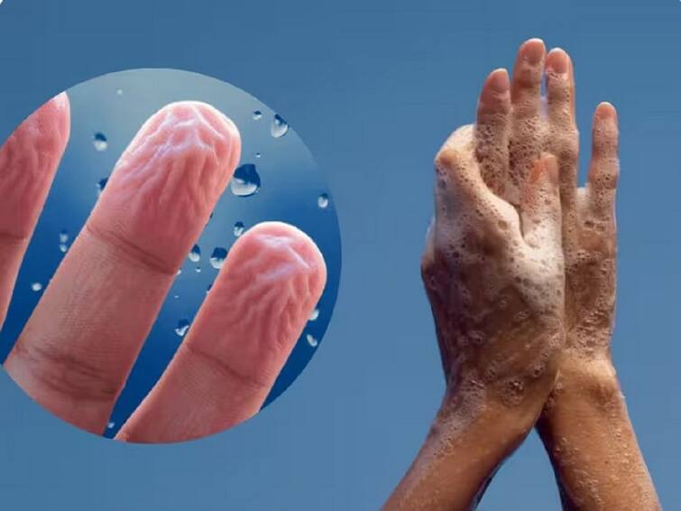 Why Skin Shrink After Keeping Hands And Feets In Water For Some Time Skin Wrinkle in Water: నీటిలో కాళ్లు, చేతులు పెడితే ముడతలు ఎందుకు వస్తాయి? సైన్స్ ఏం చెబుతోంది