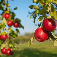 Healthiest Super Fruits: ਕੈਂਸਰ ਅਤੇ ਹਾਰਟ ਅਟੈਕ ਵਰਗੀਆਂ ਬੀਮਾਰੀਆਂ ਤੋਂ ਬਚਾਉਂਦੇ ਹਨ ਇਹ 10 ਸੁਪਰਫੂਡ