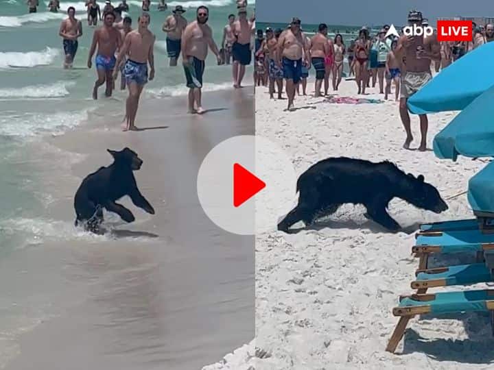 Bear spotted swimming on Florida destin beach video viral Viral Video: अचानक समुद्र से बाहर निकला भालू, वहां मौजूद लोगों में मचा हड़कंप, वीडियो कर देगा हैरान