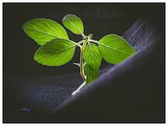 दातदुखीपासून ते स्टोनपर्यंत तुळशीचा 'असा' वापर करा; 'हे' आजार होतील दूर