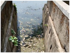 जमशेदपुर का जयंती सरोवर बना श्मशान, हजारों मछलियों की मौत, लोगों से की गई ये अपील