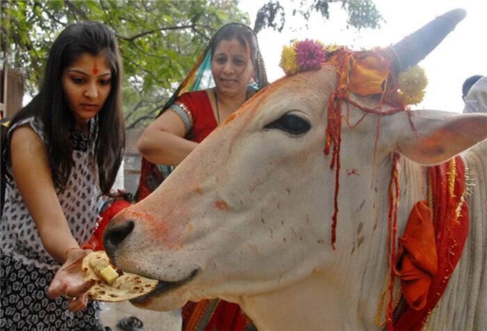 શુક્રવારે સવારે ગાયને રોટલી ખવડાવો. તેનાથી દેવી લક્ષ્મીની કૃપા વરસશે અને ઘરની આર્થિક તંગી દૂર થશે.