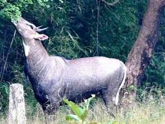 खेतों से नीलगाय भगाने के लिए अफ्रीकी विशेषज्ञों की मदद लेगी शिवराज सरकार, किसानों के लिए है सबसे बड़ा संकट