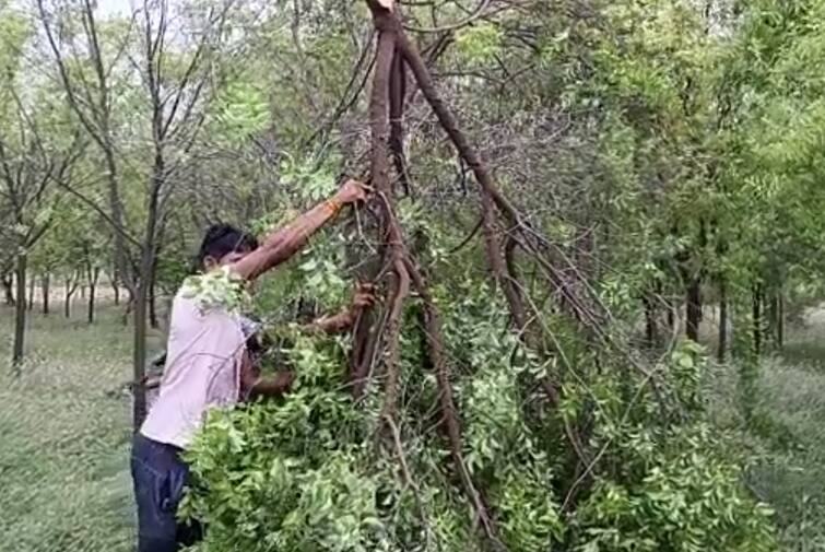 Sandalwood trees were uprooted due to Cyclone Biparjoy in Banaskantha Cyclone Biparjoy :  બનાસકાંઠામાં ભારે પવનના કારણે થોડી મિનિટોમાં ખેડૂતને 20-25 લાખનું નુકસાન