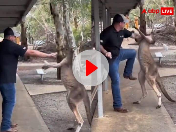 Viral Video: उछल-उछल कर टूरिस्ट पर थप्पड़ चलाने लगा कंगारू, वीडियो में देखिए कैसे बचा इंसान fight between american tourist kangaroo in australia zoo see viral video Viral Video: उछल-उछल कर टूरिस्ट पर थप्पड़ चलाने लगा कंगारू, वीडियो में देखिए कैसे बचा इंसान