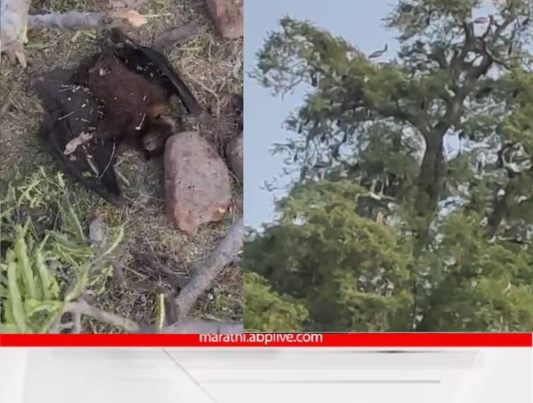 Indapur News Trees felled by Indapur Municipal Council Many domestic and foreign birds die Indapur News : शेकडो वर्षांपूर्वीचं झाड पाडताना बेफिकीरपणा, शेकडो पक्षी बेघर; पक्षीप्रेमींकडून कारवाईची मागणी