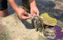 In Pics: 'मिथिला मखाना' के नाम से मिला GI टैग, बेहतर जॉब छोड़कर इस कारोबार से जुड़ रहे ग्रामीण युवा, देखें तस्वीरें