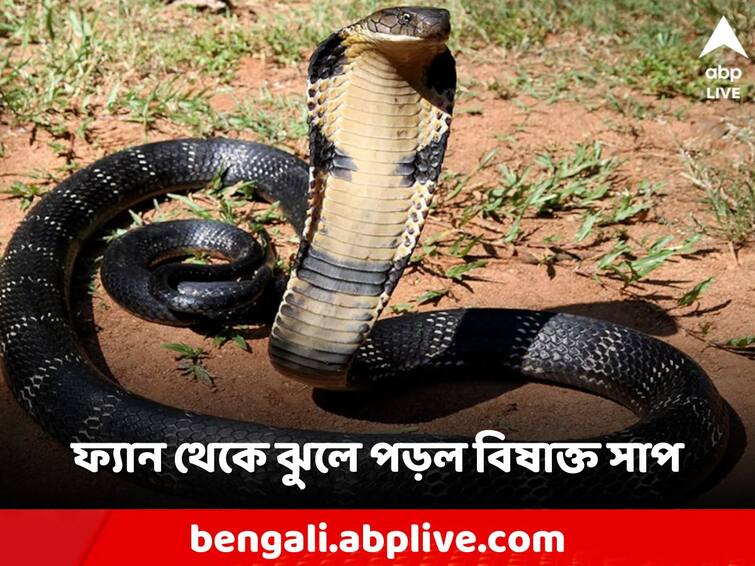 viral video Snake Slithers From Ceiling Fan, Lands On Person Viral: সিলিং থেকে বেরিয়ে চলন্ত ফ্যানে জড়িয়ে সাপ, ধাক্কা খেয়ে পড়ল কোলে!