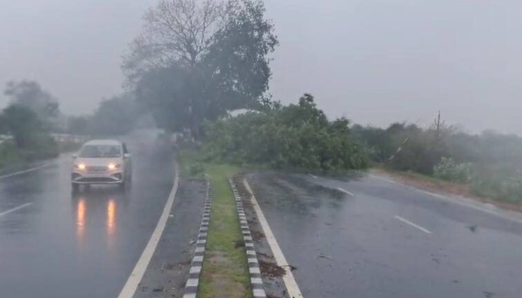 Biporjoy: Patan and Harij highway closed due to heavy tree collapse in middle of the road during Biporjoy Landfall Effect Biparjoy: પાટણ-હારીજ હાઇવે બંધ, તોતિંગ વૃક્ષ પડતાં એકબાજુનો આખો રસ્તો બ્લૉક