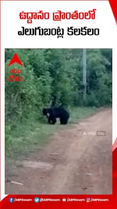 ఉద్దానంలో ఎలుగుబంట్ల కలకలం