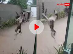 Viral Video: भीषण गर्मी के बीच हुई बारिश तो उछल-उछल कर मजे करने लगा कुत्ता, यूजर्स बोले- 'सावन आया है'
