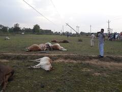 बिजली तार की चपेट में आकर 14 मवेशियों की मौत, पालकों ने लगाया लापरवाही का आरोप, मुआवजे की मांग