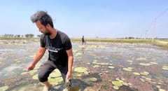 In Pics: 'मिथिला मखाना' के नाम से मिला GI टैग, बेहतर जॉब छोड़कर इस कारोबार से जुड़ रहे ग्रामीण युवा, देखें तस्वीरें