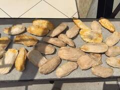 आम खाकर गुठली फेंकने की ना करें गलती....ऐसे कर लें सेहत के लिए इस्तेमाल