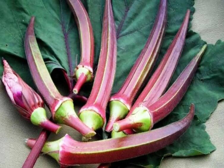 Farmers In Tamil Nadu Show Interest In Reviving Red Okra In Villupuram சிவப்பு வெண்டைக்காய் வளர்க்க ஆர்வம் காட்டும் விழுப்புரம் விவசாயிகள்.. தெரிஞ்சுக்கவேண்டியது என்ன?