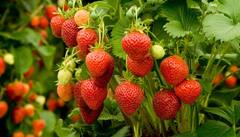 Healthiest Fruits: ਕੈਂਸਰ ਤੇ ਹਾਰਟ ਅਟੈਕ ਵਰਗੀਆਂ ਬੀਮਾਰੀਆਂ ਤੋਂ ਬਚਾਉਂਦੇ ਨੇ ਇਹ 10 ਸੁਪਰਫੂਡ