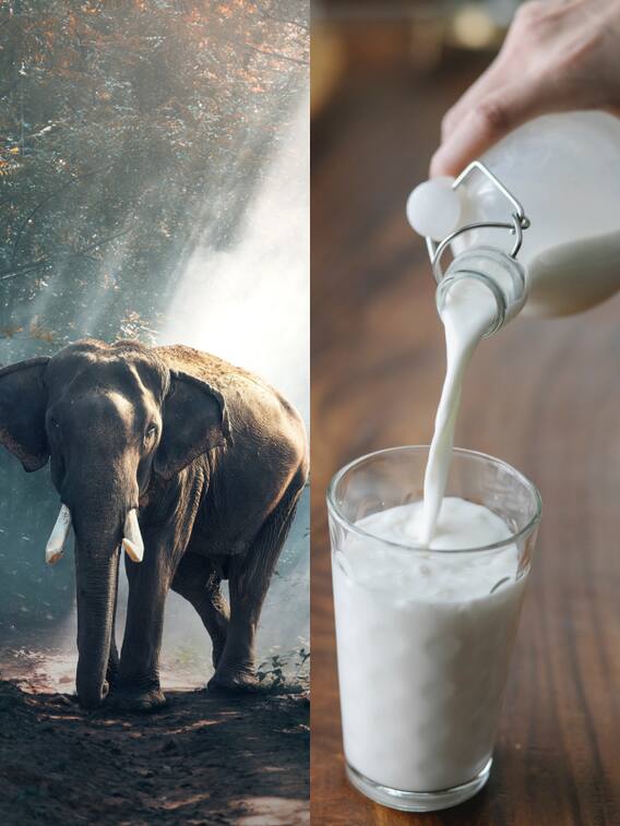 ਇਸ ਜਾਨਵਰ ਦੇ ਦੁੱਧ ਵਿੱਚ ਹੁੰਦਾ ਸ਼ਰਾਬ ਦਾ ਨਸ਼ਾ