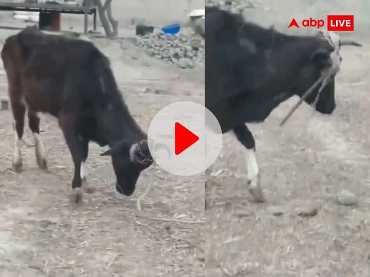see cow free from rope funny viral videos on social media Viral Video: गाय का यह फनी वीडियो देख इंजीनियर भी करेंगे सलाम, खूंटे को ऐसे उखाड़ा कि आप भी नहीं रोक पाएंगे हंसी