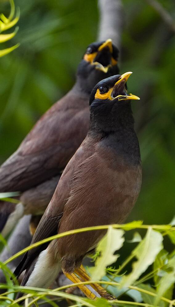 पाऊस आणखी रखडण्याची चिन्हं