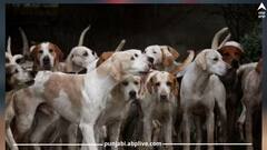 ਕੀ ਤੁਸੀਂ ਜਾਣਦੇ ਹੋ ਕਿ ਇਸ ਸੰਸਾਰ ਵਿੱਚ ਕਿੰਨੇ ਕੁੱਤੇ ਹਨ? ਜਾਣੋ ਕੀ ਕਹਿੰਦੇ ਨੇ ਅੰਕੜੇ