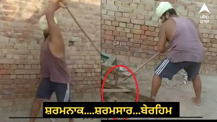 A dog beaten with rod and knief Punjab News: ਤਵੀਆਂ ਨਾਲ ਬੰਨ੍ਹ ਕੇ ਕੁੱਟਿਆ ਕੁੱਤਾ, ਨਹੀਂ ਭਰਿਆ ਮਨ ਤਾਂ ਚਾਕੂ ਮਾਰ ਕੀਤਾ ਲਹੂ-ਲੁਹਾਣ