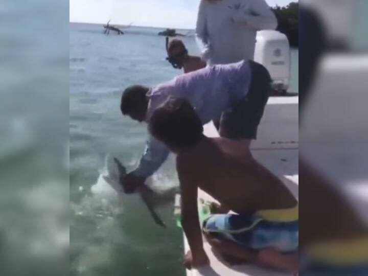 Shark Bitten Finger Of Man Harassing Unnecessarily Video Viral बेवजह परेशान कर रहा था शख्स, शार्क ने गुस्से में आकर काट ली उंगली- Video