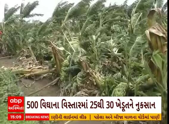 Rajkot: રાજકોટમાં ભારે પવન અને વરસાદના કારણે બાગાયતી પાકને ભારે નુકસાન