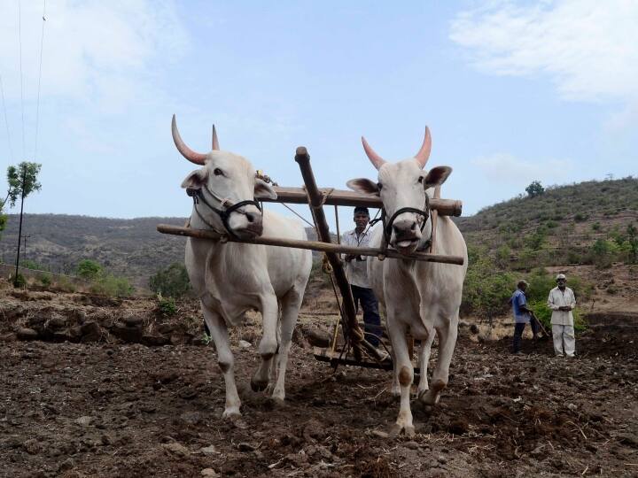 Maharshtra: महाराष्ट्र के मराठवाड़ा में 5 महीने में 391 किसानों ने की आत्महत्या, हर रोज 3 किसान लगा रहे मौत को गले