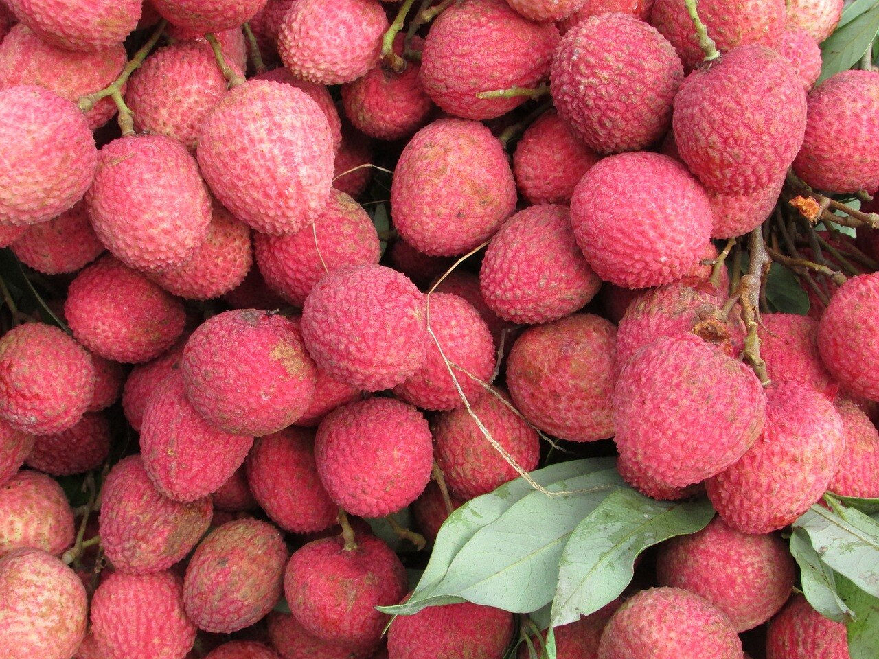 Lychee: லிச்சி சாப்பிடுவதால் ஏற்படும் நன்மைகள் பற்றி தெரியுமா? லிச்சி கெட்டுப்போகாமல் பார்த்துக்கொள்ள டிப்ஸ் இதோ..!