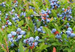 Business Idea: 1,000 ਰੁਪਏ ਕਿਲੋਂ ਤੱਕ ਵਿਕਦਾ ਹੈ ਇਹ ਫਲ, ਹੋ ਜਾਓਗੇ ਮਾਲਾਮਾਲ, ਜਾਣੋ ਕਿਵੇਂ ਹੁੰਦੀ ਹੈ ਇਸ ਦੀ ਖੇਤੀ