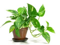 Many Plants : ઘરને બનાવવા માંગો છો હર્યું ભર્યું તો ઉગાડો આ મની પ્લાંટ્સ