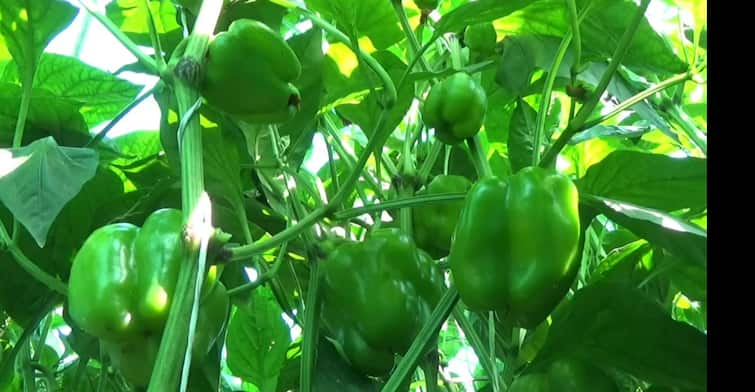 Hingoli Agriculture News  Production of capsicum earned lakhs of rupees  Success story Hingoli News:  हिंगोलीच्या शेतकऱ्याला शिमला मिरचीने केले मालामाल; मिळतेय लाखोचे उत्पादन