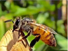 ਕੀ ਮਧੂ-ਮੱਖੀਆਂ ਡੰਗ ਮਾਰਨ ਤੋਂ ਬਾਅਦ ਸੱਚਮੁੱਚ ਮਰ ਜਾਂਦੀਆਂ ਹਨ? ਪੜ੍ਹੋ ਕੀ ਹੈ ਸੱਚ