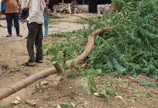 Gujarat Rain Update: પંચમહાલમાં વૃક્ષ ધરાશાયી થતા આધેડનું મોત,ફળિયામાંથી પસાર થતાને બની દુર્ઘટના