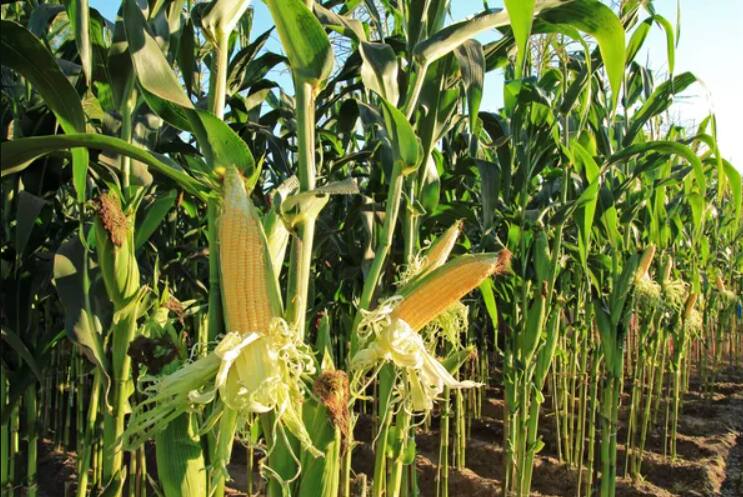Start baby corn business with just Rs 15000 in one acre of land earn 4 lakh Business Idea: ਇੱਕ ਏਕੜ ਜ਼ਮੀਨ ‘ਚ 15000 ਨਾਲ ਸ਼ੁਰੂ ਕਰੋ Baby Corn ਦਾ ਵਪਾਰ, ਲੱਖਾਂ ‘ਚ ਹੋਵੇਗਾ ਮੁਨਾਫਾ