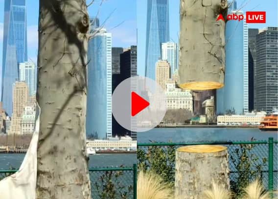 Viral Illusion Video: क्या आपको भी यह पेड़ कटा हुआ लग रहा? Video देख रह जाएंगे दंग