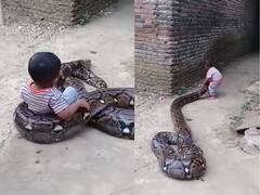 'अजगर' को अपना खिलौना समझ बैठा बच्चा, मुंह पकड़कर लगाने लगा गले, हैरान कर देगा ये Video