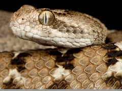 ये हैं अपने देश में पाए जाने वाले सबसे खतरनाक सांप, एक बूंद से तो चली जायेगी कई लोगों की जान!