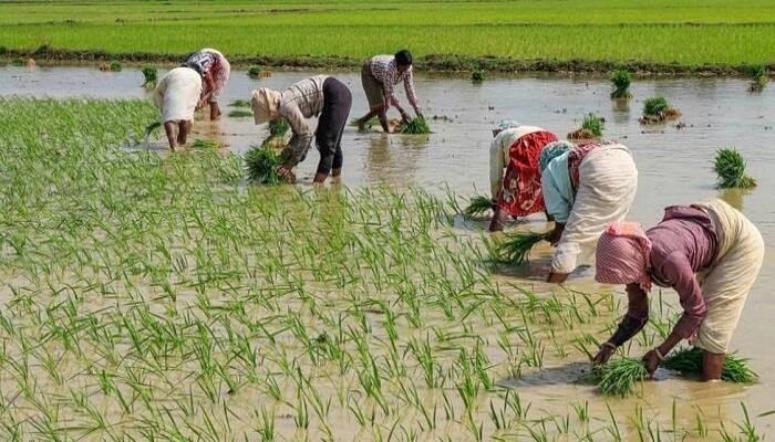 PM Kisan Samman Nidhi 14th installment released, How to check status online PM Kisan Samman Nidhi: ખેડૂતોના ખાતામાં પહોંચ્યા બે હજાર રૂપિયા, pmkisan.gov.in પર આ રીતે ચેક કરો તમારું નામ