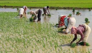 PM Kisan Samman Nidhi: ખેડૂતોના ખાતામાં પહોંચ્યા બે હજાર રૂપિયા, pmkisan.gov.in પર આ રીતે ચેક કરો તમારું નામ