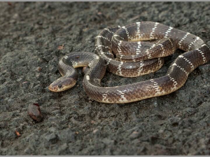 कामनक्रेट एक ऐसा सांप है, जो आक्रामक नहीं होता है. हालांकि, भड़काने पर यह डस भी सकता है. इसके जहर से सांस लेने में परेशानी आती है और बेहोशी होने लगती है.  सही वक्त पर इलाज न मिलने पर मौत तक हो सकती है.