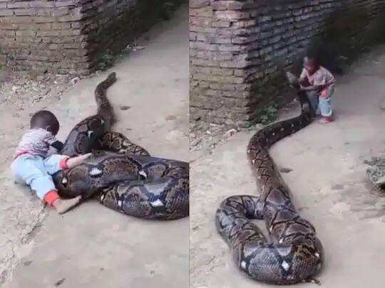 wildlife viral video child plays with python like toys kid holds mouth of python Viral Video: ਬੱਚੇ ਨੇ ਅਜਗਰ ਨੂੰ ਸਮਝ ਲਿਆ ਖਿਡੌਣਾ, ਪਹਿਲਾਂ ਕੀਤੀ ਸਵਾਰੀ ਫਿਰ ਖੋਲ੍ਹਣ ਲੱਗਾ ਮੂੰਹ! ਵੀਡੀਓ